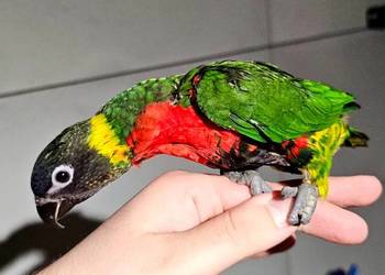 Lorysy większe Para ( Trichoglossus forsteni)