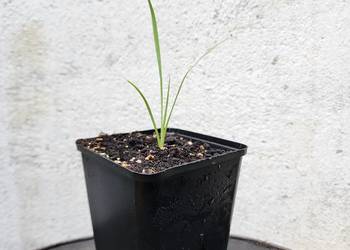 Juka Yucca rostrata – sadzonka 10–20 cm z doniczką 9x9 cm