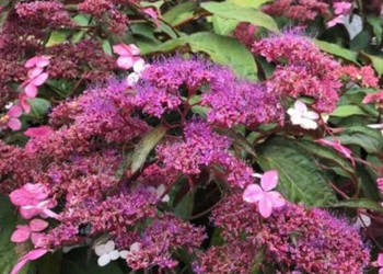 HORTENSJA KOSMATA Rosemery Foster - sadzonki w doniczkach