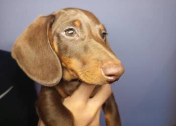 Jamnik czekoladowy krótkowłosy