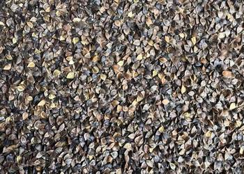 Gryka nasiona miododajna dopłaty ekoschemat ekologiczna