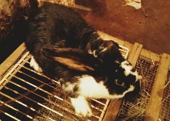 Sprzedam szczepionego królika samca krzyżówka Barana Francuskiego