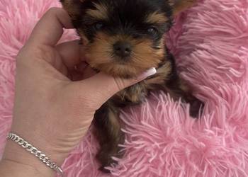 Yorkshire terrier mini