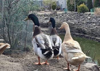 Kaczor biegusa - dworki