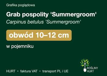 Grab pospolity 'Summergroom' obwód 10-12 cm, w pojemniku – HURT