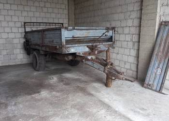 Rozrzutnik czarna białostocka Rozrzutnik czarna białostocka