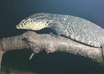 Para waranów leśnych