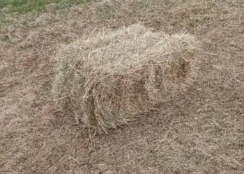 Siano świeże kostka i luzem