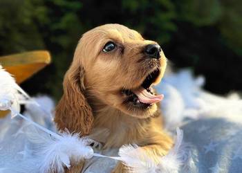 Cudowna złota sunia Cocker Spaniel Angielski z rodowodem