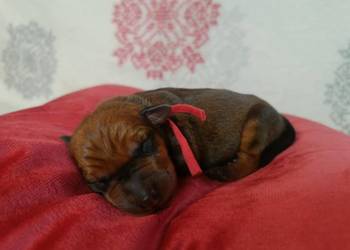 Pinczer średni niemiecki Fédération Cynologique Internationale FCI ZKwP