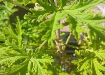 geranium anginka