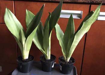 sansevieria Moonshine