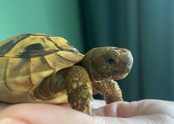 Żółw grecki z terrarium i pełnym wyposażeniem