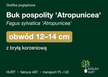 Buk pospolity 'Atropunicea' obwód 12-14 cm, z bryłą – HURT