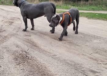 Szczeniaki American Bully XXL szukają domu