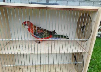 Rozella Białolica - samiec 2025 r