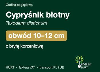 Cypryśnik błotny (Taxodium distichum) obwód 10-12 cm, z bryłą – HURT