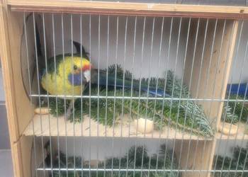 Rozella kaledońska samica