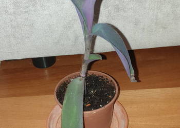 Setkrezja purpurowa, trzykrotka, do domu i na balkon, wys. 25cm