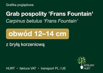 Grab pospolity 'Frans Fountain' obwód 12-14 cm, z bryłą – HURT