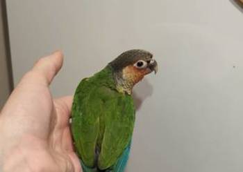 Papugi ręcznie karmione