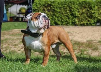Buldog Angielski REPRODUKTOR krycie championem