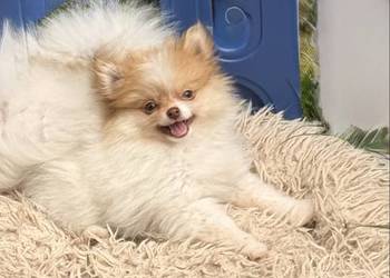 Szpic miniaturowy/pomeranian