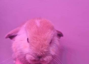 Królik baran baranek mini lop karzełek