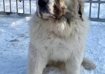 Mastif Pirenejski 4 szczeniaki (psy) FCI dostępne od zaraz ZKwP Krakow