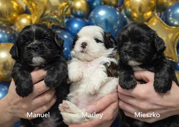 Szczenięta shih tzu z genem blue