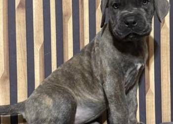 Cane corso Italiano