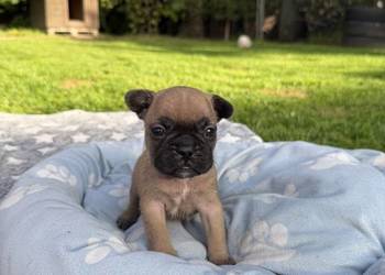Buldog francuski