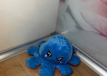 Urocza ośmiorniczka z zmiennym humorem