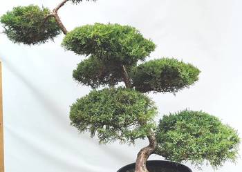 Bonsai Niwaki Jałowiec Wilhelm Pfitzer