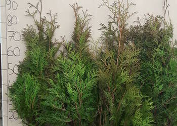 Thuja brabant 100cm świerk srebrny jodła kaukaska sadzonki
