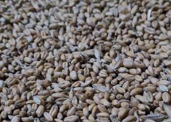 Pszenica ozima Pszenica ozima