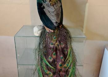 Spreparowane pawie: długość ogona 110 cm; możliwa wysyłka za pobraniem