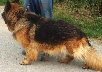 Owczarek niemiecki długowłosy dorosła suczka