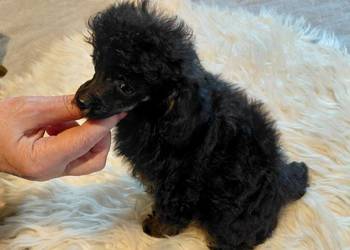 Pudel toy - suczka phantom