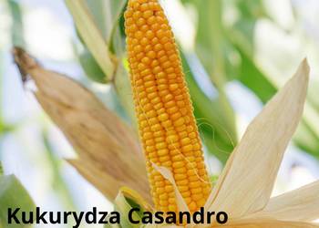 Nasiona kukurydzy Casandro + Opti Plus Nasiona kukurydzy Casandro + Opti Plus
