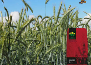 Materiał siewny żyto Hybrydowe SU Ivar z Top Farms