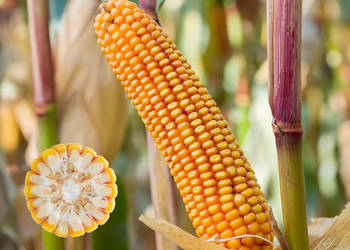 Materiał siewny kukurydza SM Vistula FAO 210-220