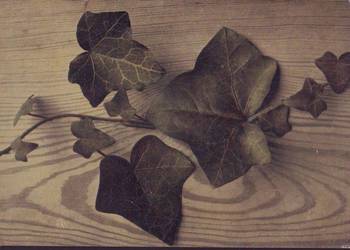 Kart. Pocz. Gałązka bluszczu   **