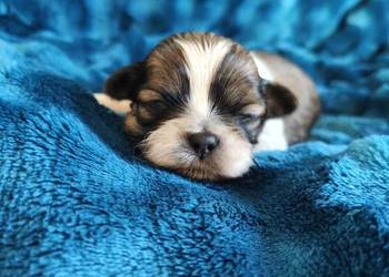 Suczka shih tzu do rezerwacji
