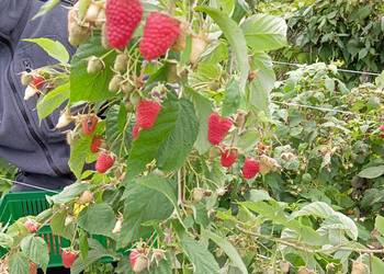 Sadzonki malin dobrze ukorzenione nowe odmiany