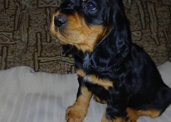 Cocker Spaniel Angielski piesek