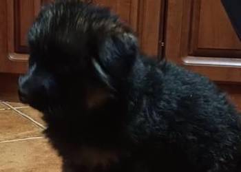 Owczarek niemiecki długowłosy potężny szczeniak