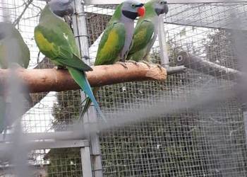 Aleksandretta chińska samiec 23r