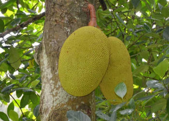 CHLEBOWIEC CHAPLASHA  Artocarpus chaplasha - NASIONA 100g