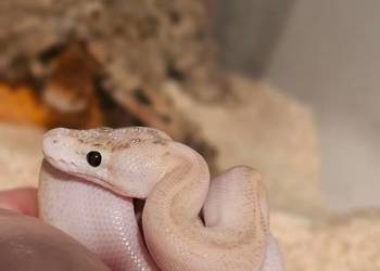 Pyton królewski bialy